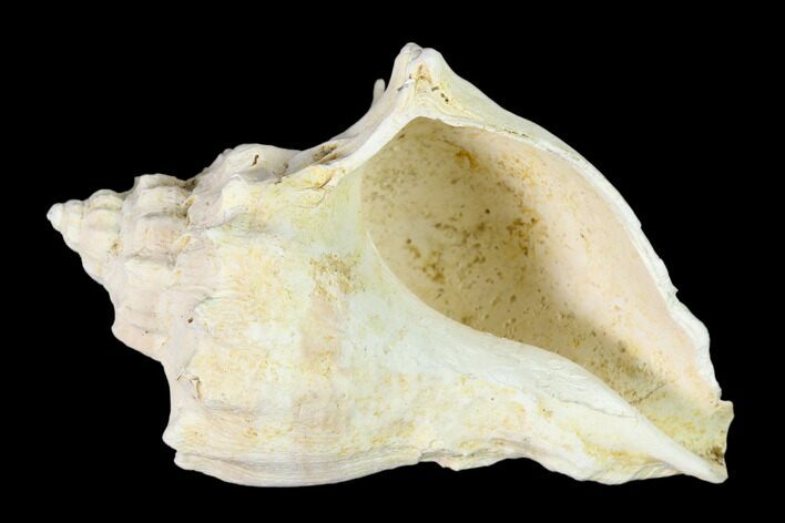 Pliocene Gastropod (Melongena) Fossil - Florida #148563